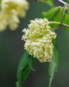 Berberine HCI