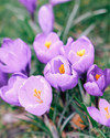 Saffron