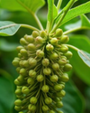 5-HTP