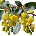 Berberine